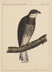 Vögel, Tafel XIII, 1855
